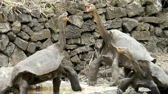 Two male tortoises craning their necks in a display of aggression. Image Credit: Dr. Joe Flanagan