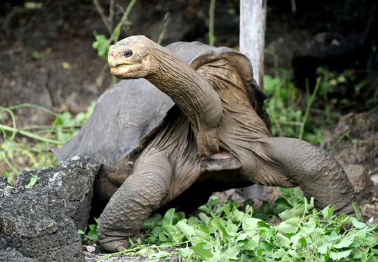 Lonesome George, the last known Pinta Island tortoise, died in 2012. Image Credit: Credit Rodrigo Buendia/Agence France-Presse — Getty Images